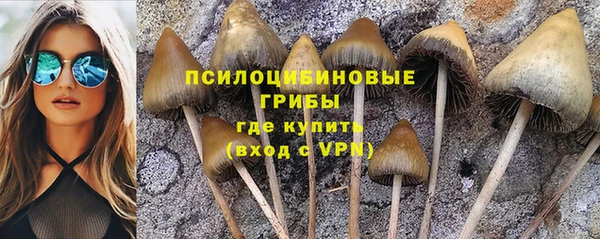 крисы Абаза